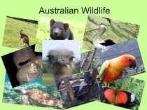 Australian Wildlife