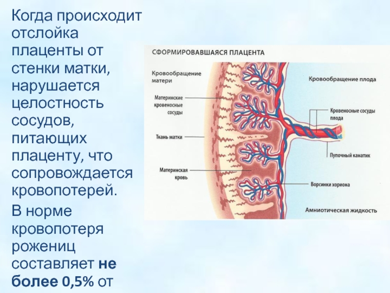 Рисунок матка сосуды плода плацента