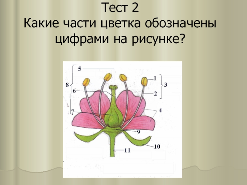 Генеративная часть цветка. Генеративные органы цветка. Генеративные органы строение цветка. Какие части цветка обозначены на рисунке. Какие части цветка обозначены цифрами и буквами.