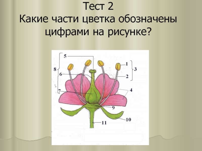 На данном рисунке цифрой 3 обозначена. Какие части цветка обозначены цифрами и буквами. Какие части цветка обозначены цифрами 1-11. Какие части цветка обозначены цифрами 1 4 8 11. Какими цифрами обозначены на рисунке перечисленные части цветка?.