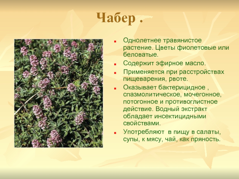 Чабер .Однолетнее травянистое растение. Цветы фиолетовые или беловатые.Содержит эфирное масло.Применяется при расстройствах пищеварения, рвоте. Оказывает бактерицидное ,