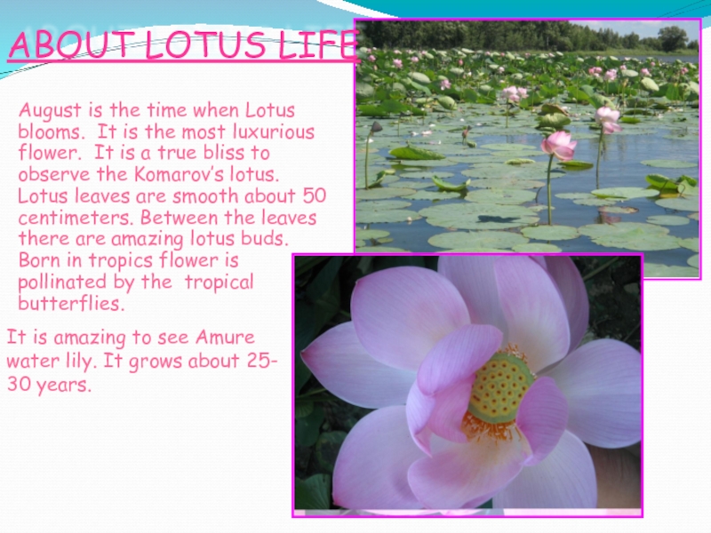 About lotus life