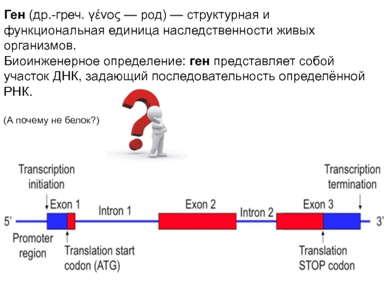 Определение гена. Ген структурная и функциональная единица наследственности. Ген функциональная единица наследственного материала. Ген определение.