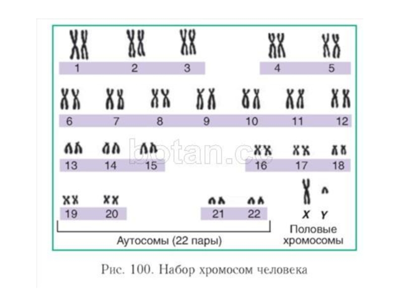 В зиготе человека содержится количество хромосом. Кариотип аутосомы. Кариотип человека аутосомы половые хромосомы. Кариотип человека 22 аутосомы. Половых хромосом у человека.