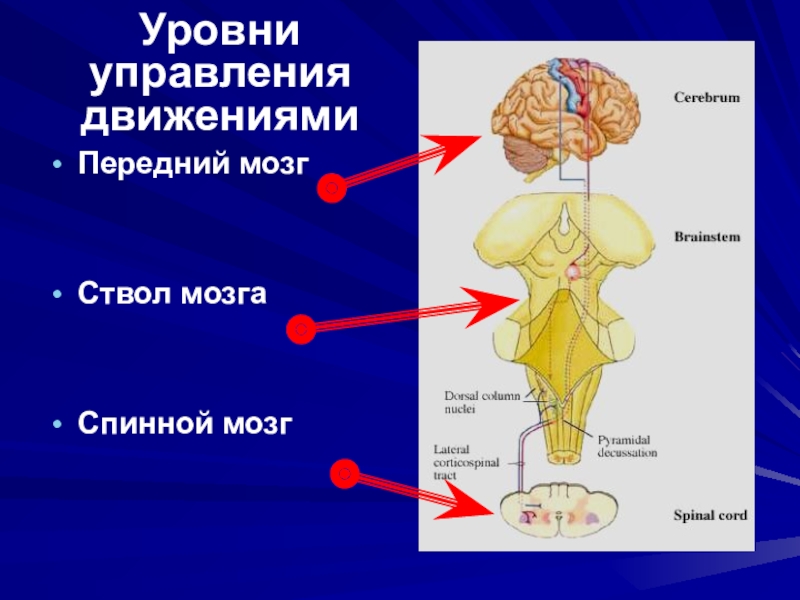 Энергетический блок мозга блок регуляции тонуса и бодрствования презентация