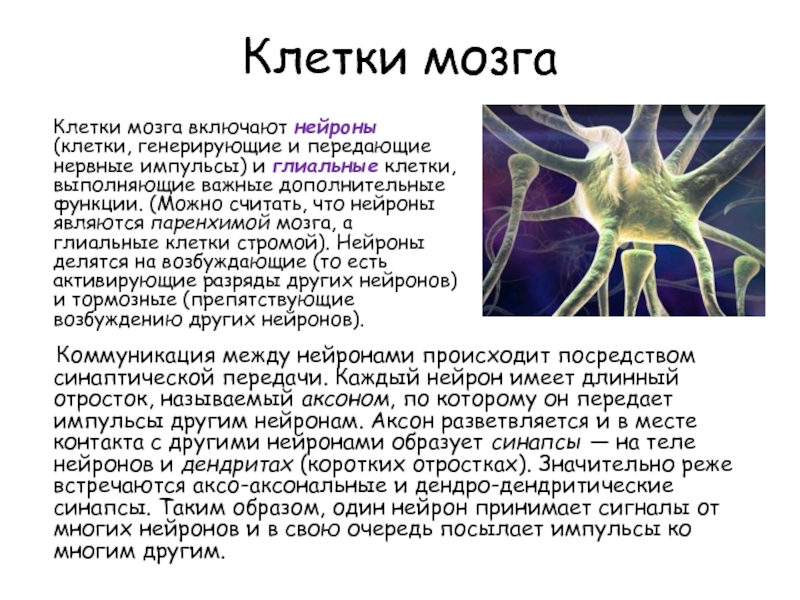 Нервные клетки имеют отростки. Клетки мозга. Строение клетки мозга. Нейроны являются клетками. Короткий отросток нейрона называется.
