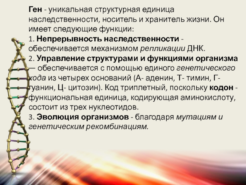 Функциональные гены. Структурная единица наследственности. Охарактеризовать функциональную единицу наследственности - ген. Уникальные гены.