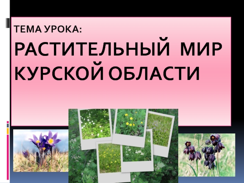 Тема урока: Растительный мир Курской области