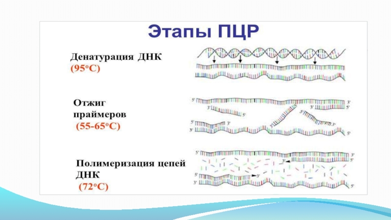 Этапы пцр картинки