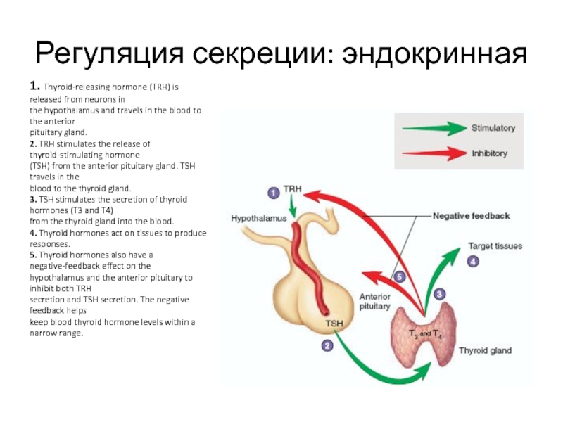 Регуляция секреции