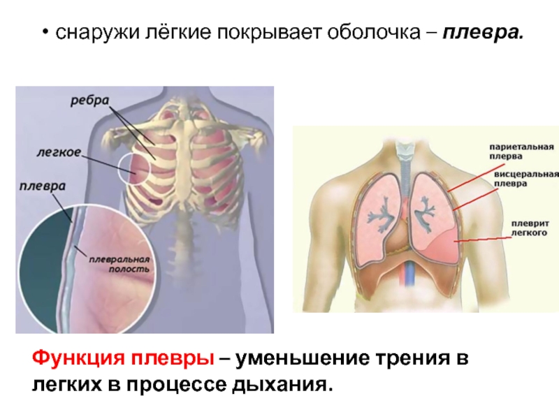 Легкие покрыты