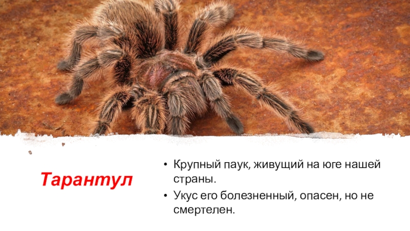 Паук тарантул фото и описание чем опасен для человека