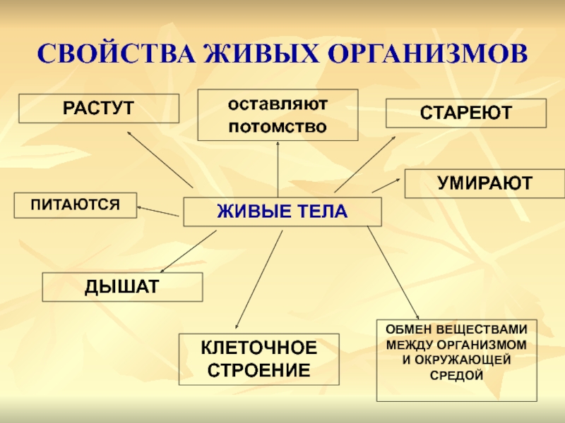 Презентация свойства живого