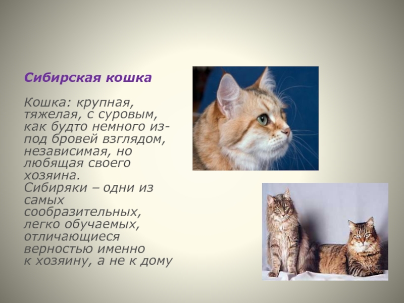 Проект кошки презентация. Слайд про кошек. Проект про кошек. Слайд для презентации про кошек. Сибирская кошка презентация.