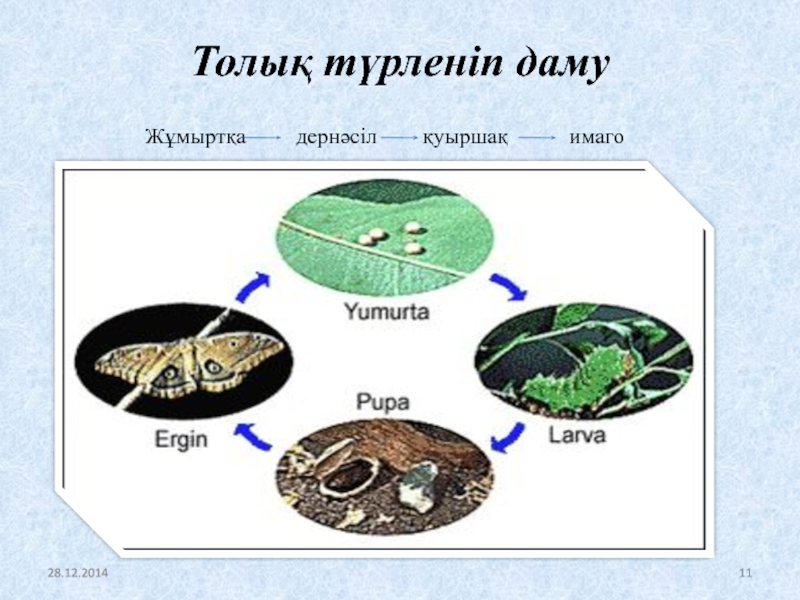 Жануарлардағы онтогенездің тура және жанама типтері презентация