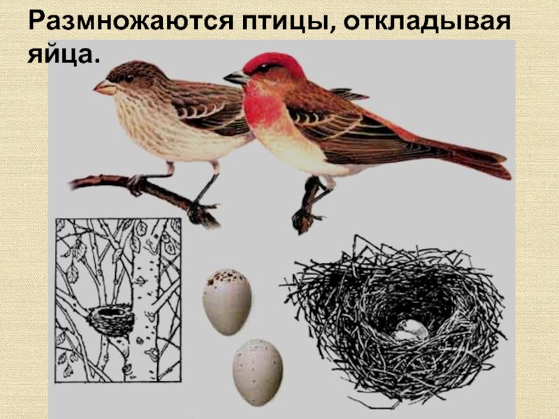 Почему птицы откладывают. Размножение птиц. Яйца птиц. Птичье размножение. Отложили птицы.