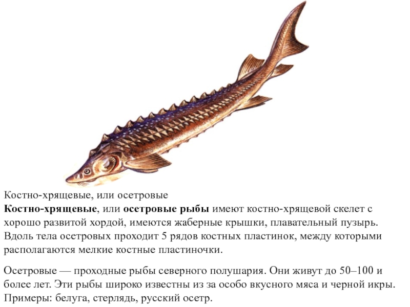 Спинной хрящ осетровых рыб используемый обычно как начинка для пирога