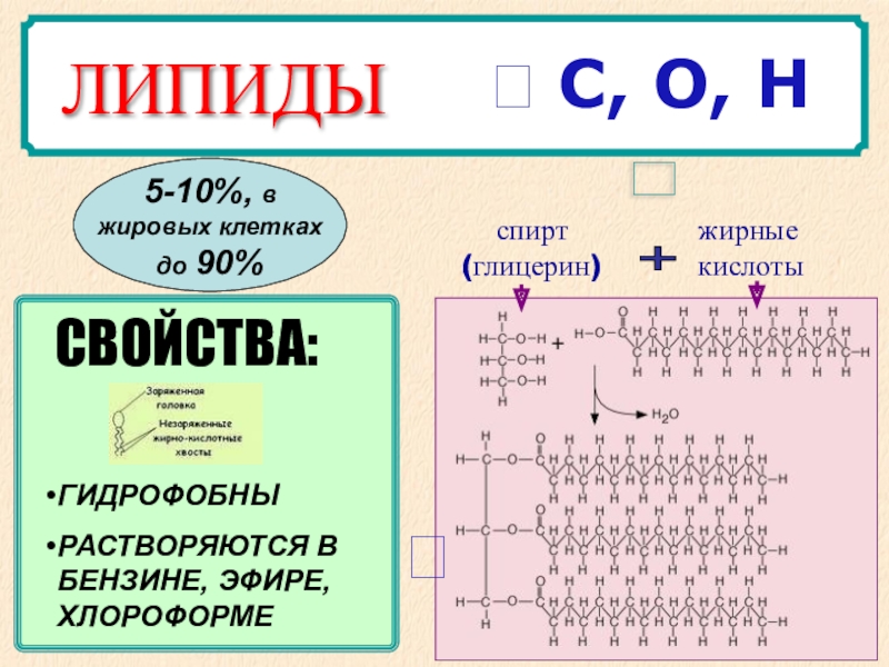 Липиды их строение и функции 10 класс презентация пасечник