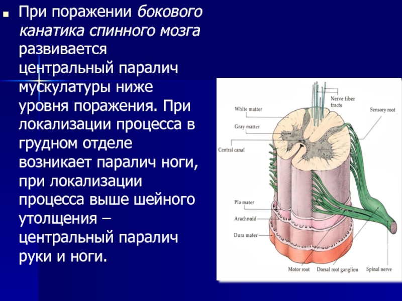 Канатики спинного мозга. При поражении бокового канатика спинного мозга развивается. Боковой канатик спинного мозга. Поражение боковых канатиков спинного мозга. При поражении бокового канатика спинного мозга.