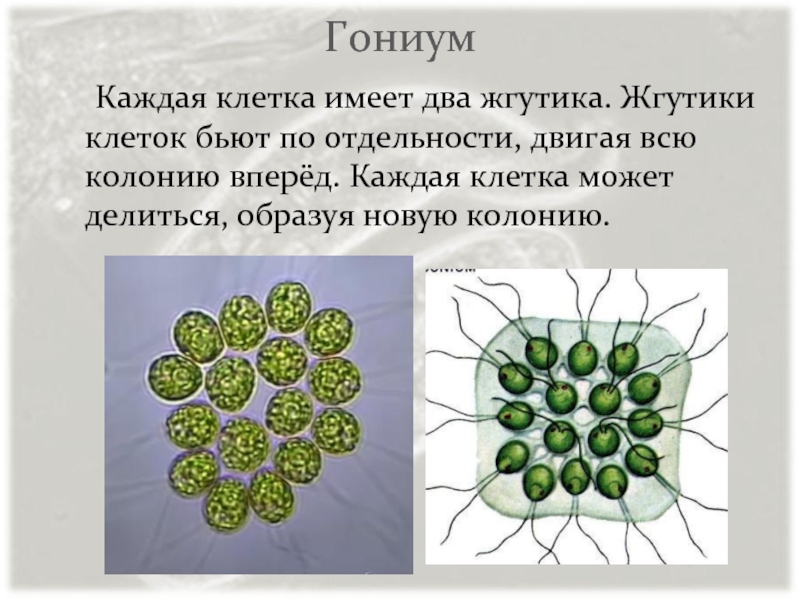 Гониум	Каждая клетка имеет два жгутика. Жгутики клеток бьют по отдельности, двигая всю колонию вперёд. Каждая клетка может