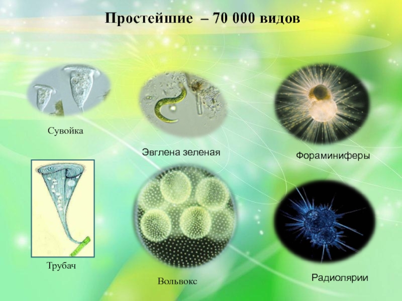 На рисунке изображен представитель простейших имеющий название