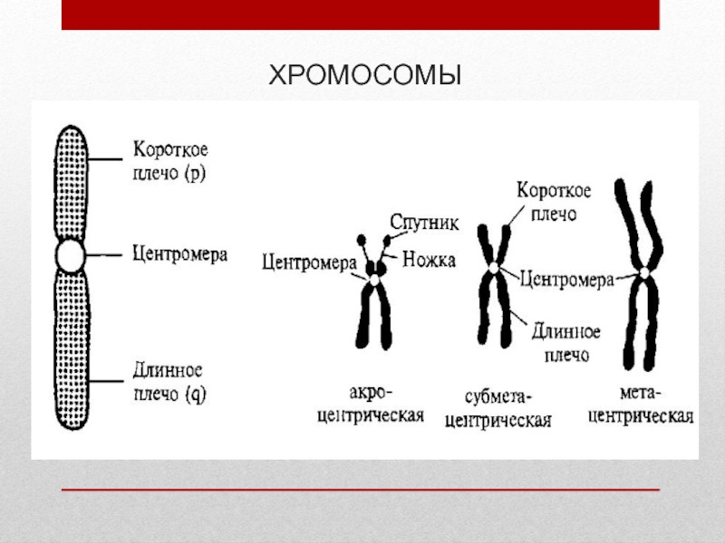 Хромосомы группы г. Строение хромосомы эукариотической клетки. Строение хромосомы плечи. Строение хромосомы короткое плечо. Строение хромосомы 9 класс биология.