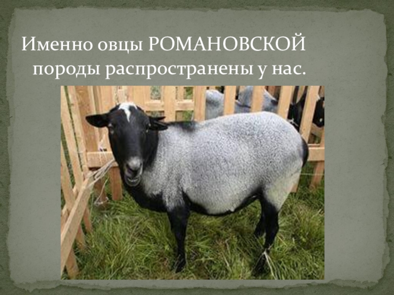 Романовские овцы фото описание породы
