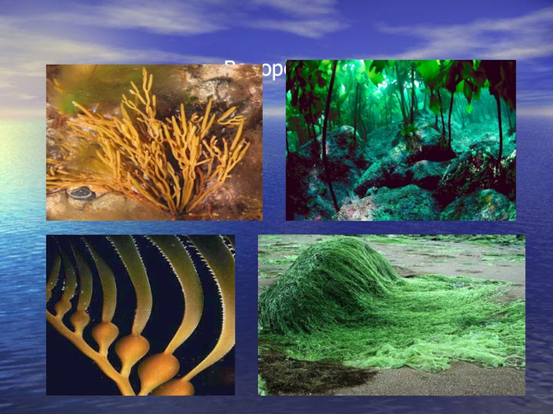 Водоросли организме человека. Организмы водорослей. Водоросли мирового океана. Живые организмы мирового океана. Виды водорослей в океане.