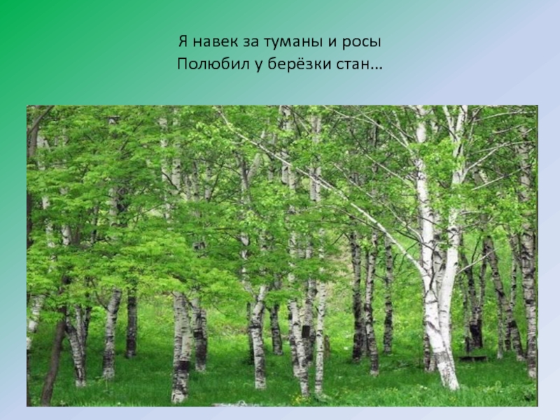 Я навек за туманы и росы полюбил у Березки стан. Стан Березки. Есенин я навек за туманы и росы. Я навек за туманы. Я навек за туманы и росы полюбил