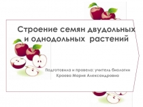 Строение семян двудольных и однодольных растений 6 класс