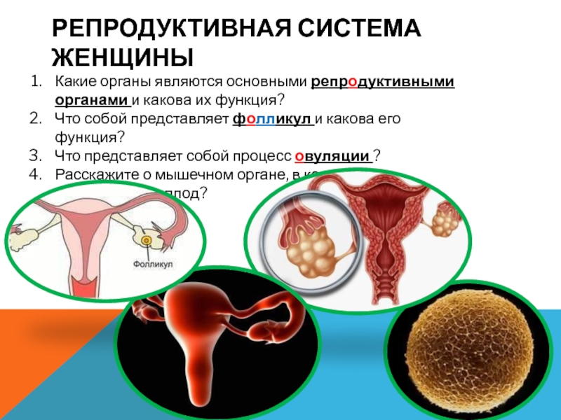 Репродуктивная система