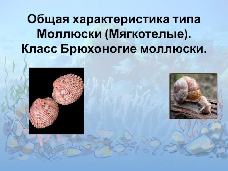 Общая характеристика типа Моллюски (Мягкотелые). Класс Брюхоногие моллюски.