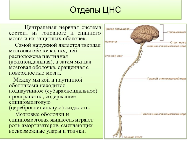 Свойствами центральной нервной системы. ЦНС основные отделы и структуры. Отделы головного мозга ЦНС. Отделы центральной нервной системы.