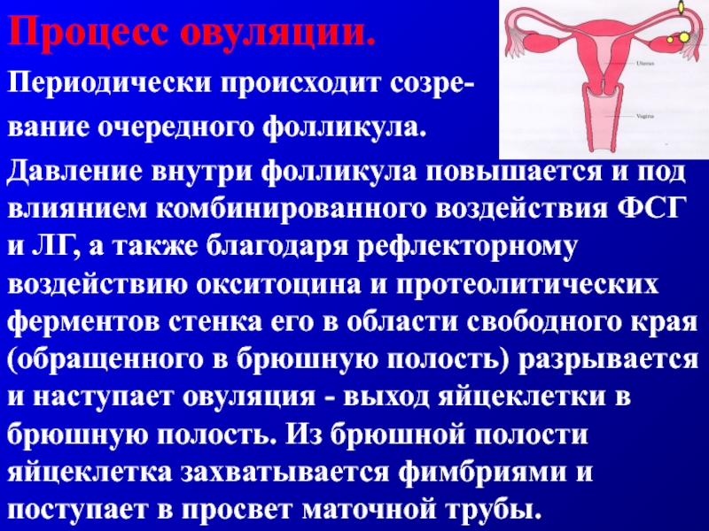 Система овуляции. Процесс овуляции. Процесс менструального цикла. Становление менструального цикла. Регуляция менструального цикла.