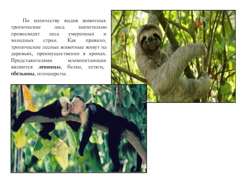 Тропический лес текст. Животные живущие в тропическом лесу. Какие животные обитают в тропических лесах. Животные тропического пояса. Сообщение о животных тропического леса.