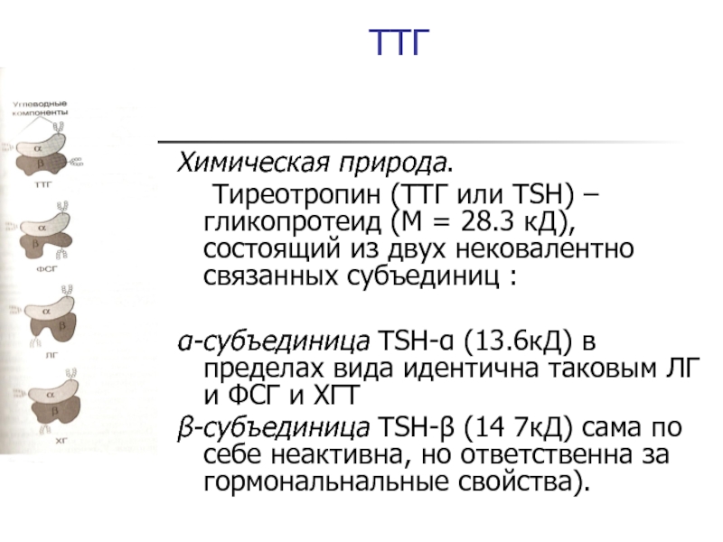 Ттг тиреотропин. Химическая структура ТТГ. ТТГ функции. ТТГ химическая природа. Тиреотропин химическая природа.