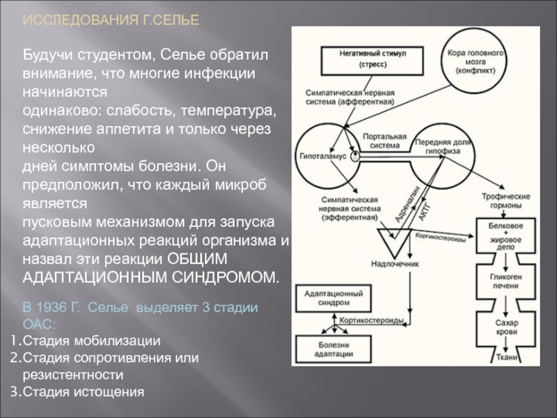 Теория стресса ганса селье презентация