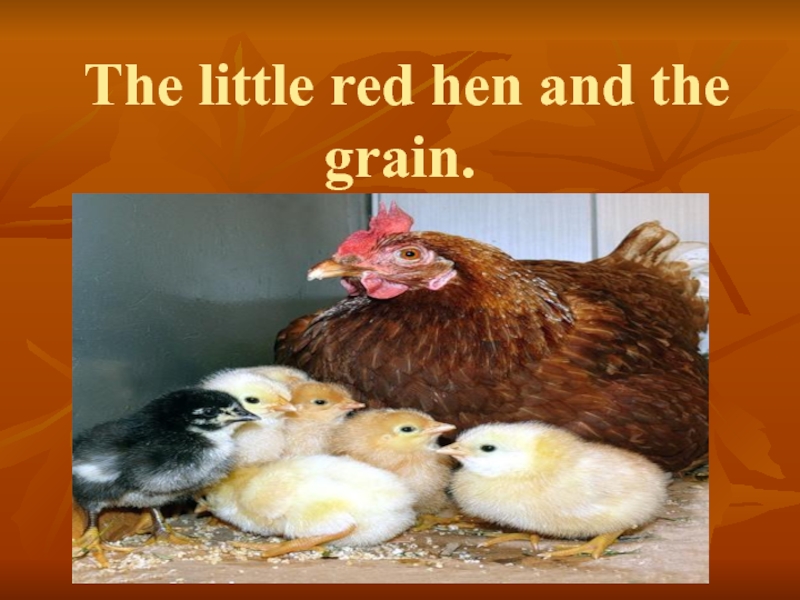 Презентация The little red hen and the grain.