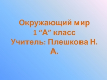 Урок-исследование «Кто такие птицы?»