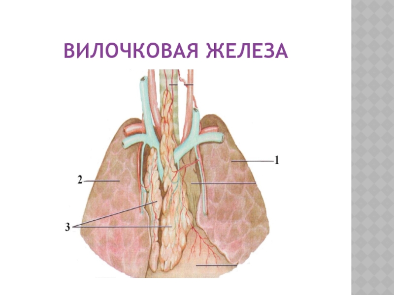 Вилочковая железа. Вилочковая железа анатомия. Вилочковая железа анатомия человека. Вилочковая железа ткань соединительная. Иннервация тимуса.