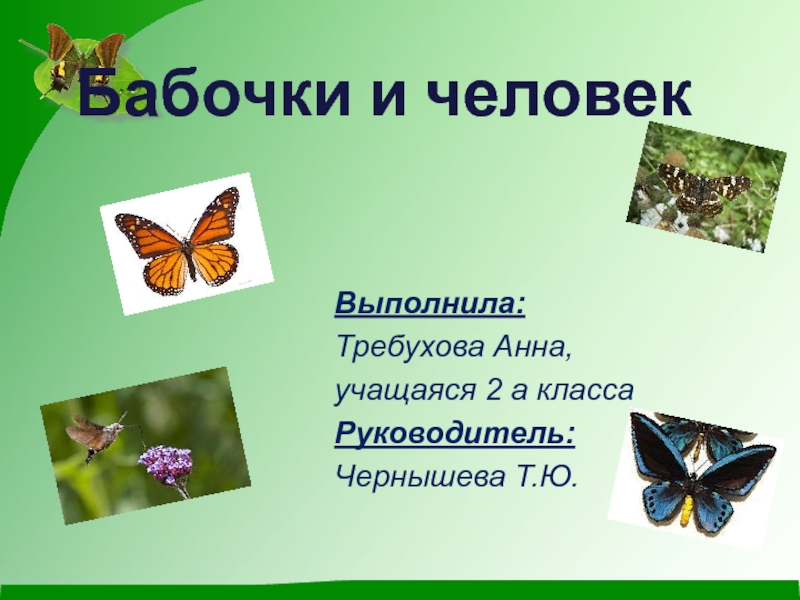 Бабочки и человек