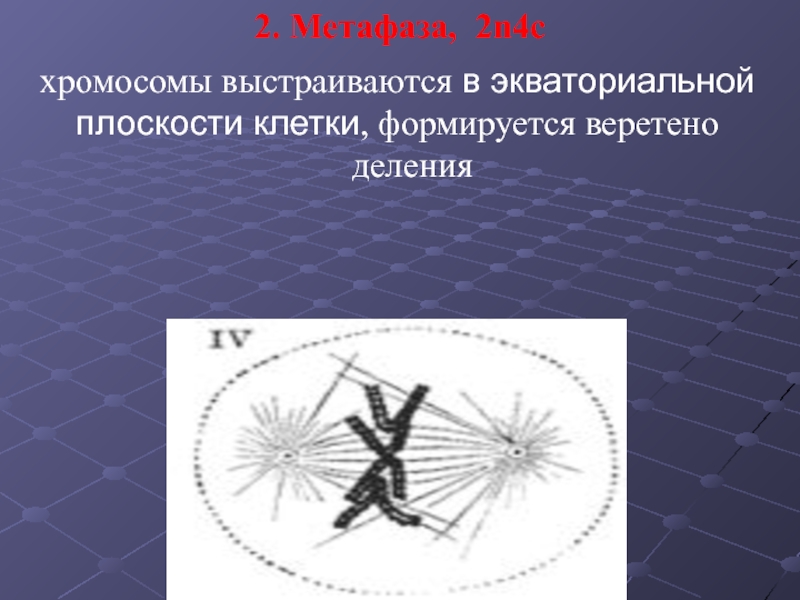 Метафаза 2. Хромосомы выстраиваются в экваториальной плоскости в. Хромосомы выстраиваются в экваториальной плоскости клетки. Веретено деления. Г) В экваториальной плоскости вы.