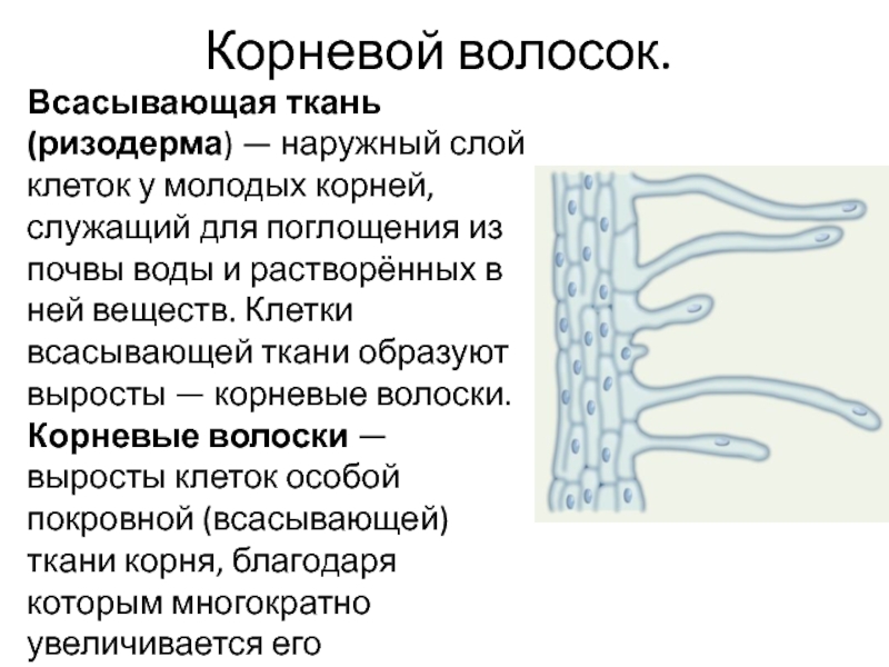 Какова роль выростов в клетках корневого волоска