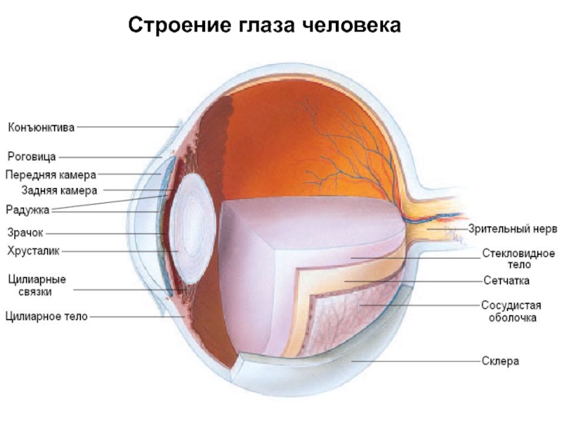 Роговица на схеме