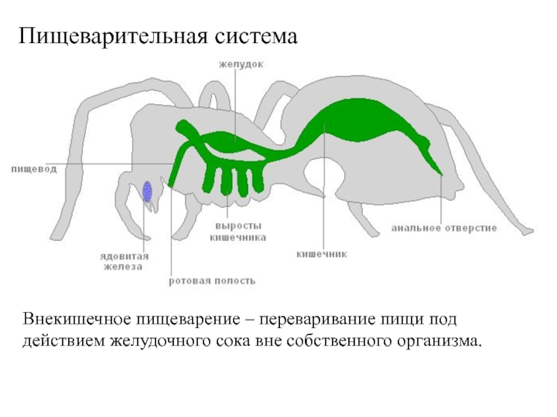 Пищеварительная система паукообразных схема - 97 фото