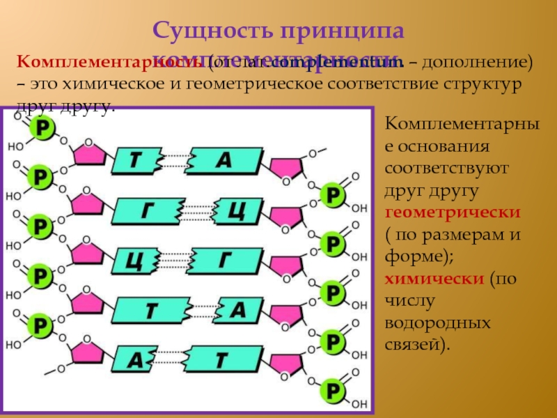 Достраивание нуклеотидов по принципу комплементарности. Комплементарность нуклеиновых кислот. Комплементарность биология генетика. Комплементарность биология нуклеиновые кислоты. Комплементарные нуклеотиды ДНК.