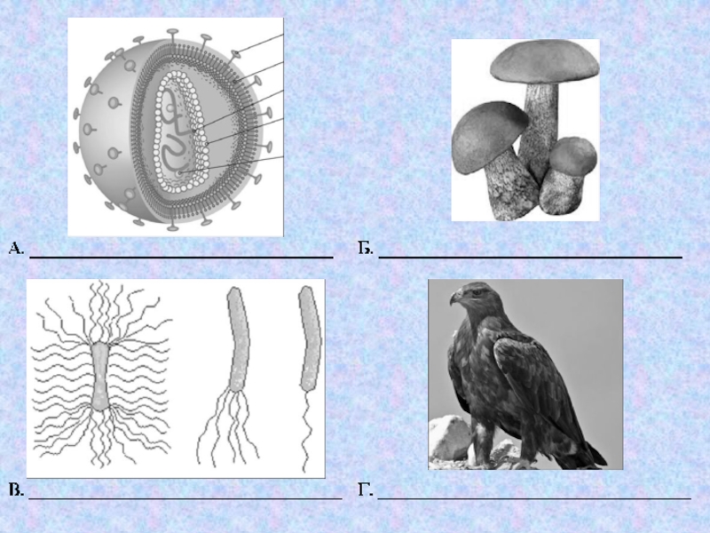 Электронный микроскоп впр 5 класс биология. Рисунки которые делят на х. Рассмотрите изображения (что обозначает на рисунке под буквой в. Рассмотрите рисунки и укажите названия процессов. Рисунок характерного животного.