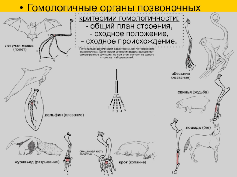 Органы сходные по общему плану строения но служащие для выполнения