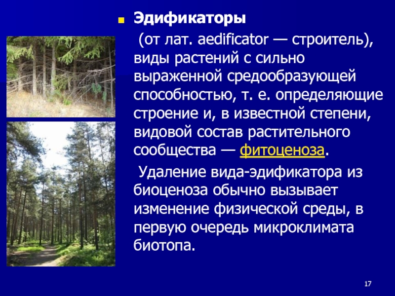 Вид средообразователь в лиственном лесу. Виды эдификаторы. Виды эдификаторы в биоценозе. Видовая структура биоценоза леса. Эдификатор леса это.