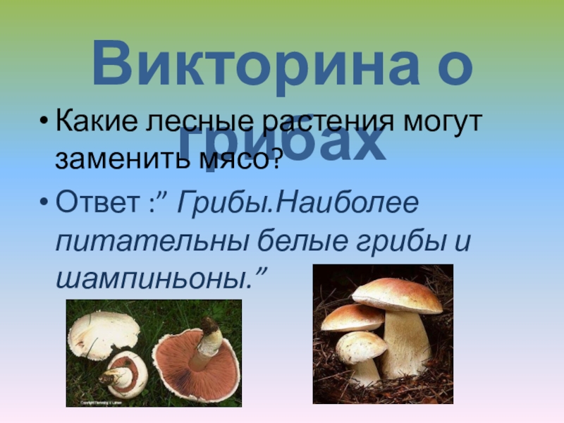 Выписать грибы. Викторина про грибы. Вопросы про грибы. Викторина по грибам. Викторина по теме грибы.